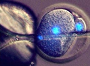 Un contact tardif avec le sperme rend l ovule non fécondé viable après tout 