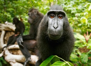 La thérapie par cellules souches répare les cœurs de singe 