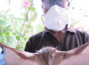 Quels animaux cachent des virus dangereux ? 