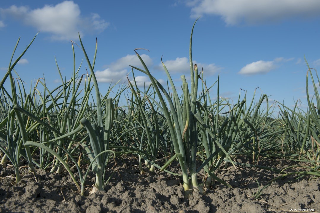 En bref :le fipronil 