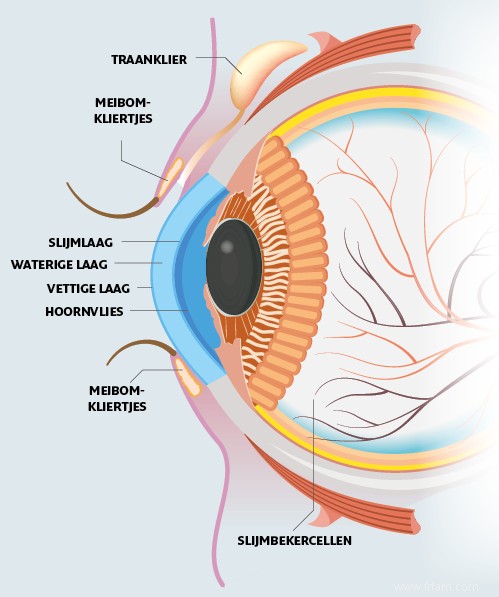 Vous souffrez de sécheresse oculaire ? Les scientifiques cherchent une solution permanente 