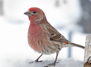 Des défenses inadéquates rendent les germes plus dangereux 