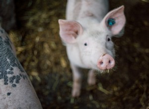 Non testé sur les enfants 