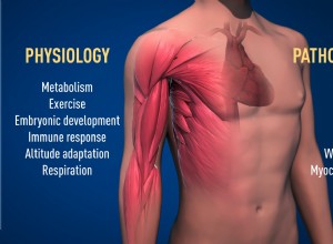 Le prix Nobel de médecine récompense le mécanisme de l apport d oxygène aux tissus et aux cellules 