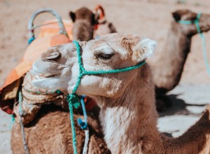 De l animal à l humain :ce qu un regard sur le passé enseigne sur le nouveau coronavirus 