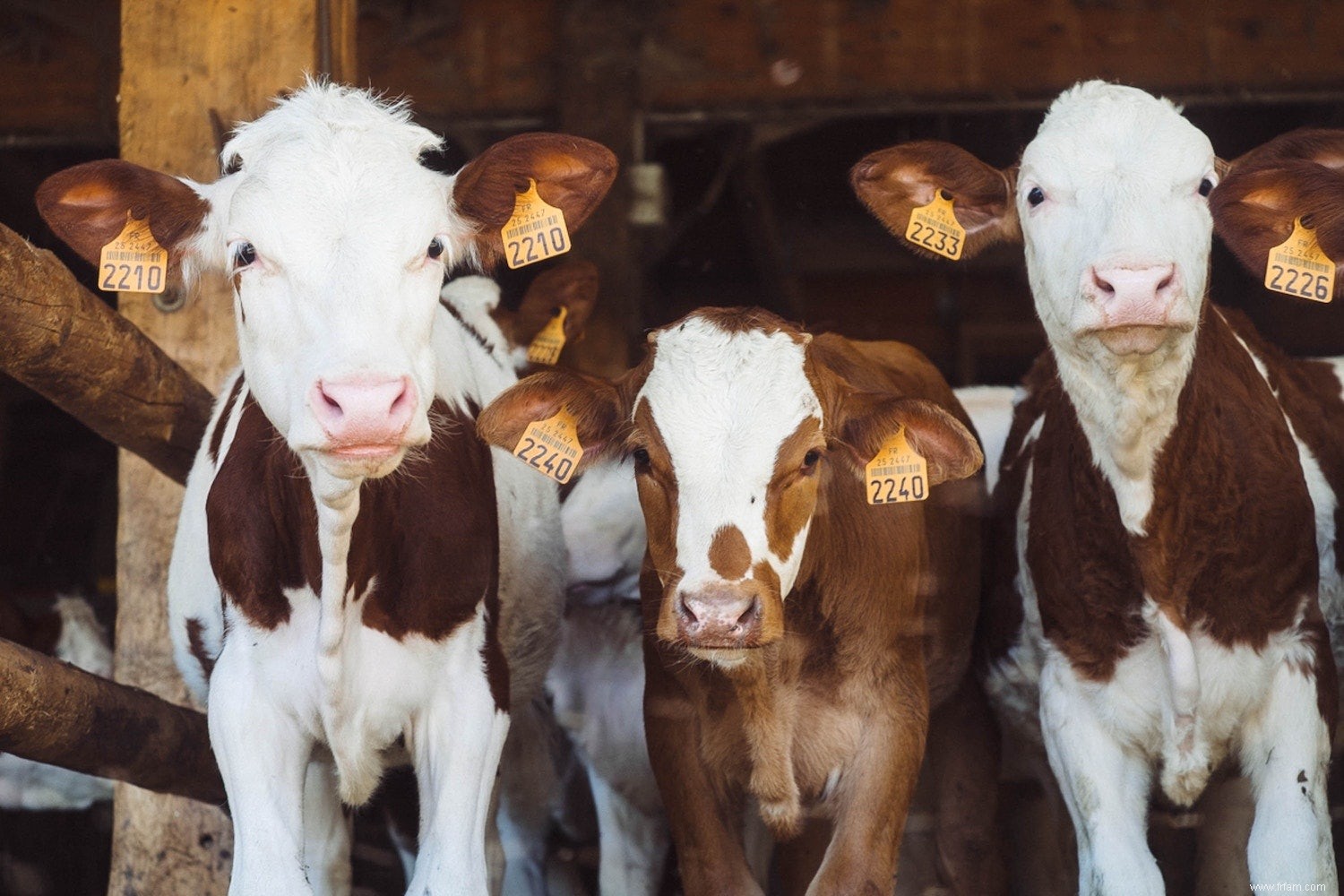 De l animal à l humain :ce qu un regard sur le passé enseigne sur le nouveau coronavirus 