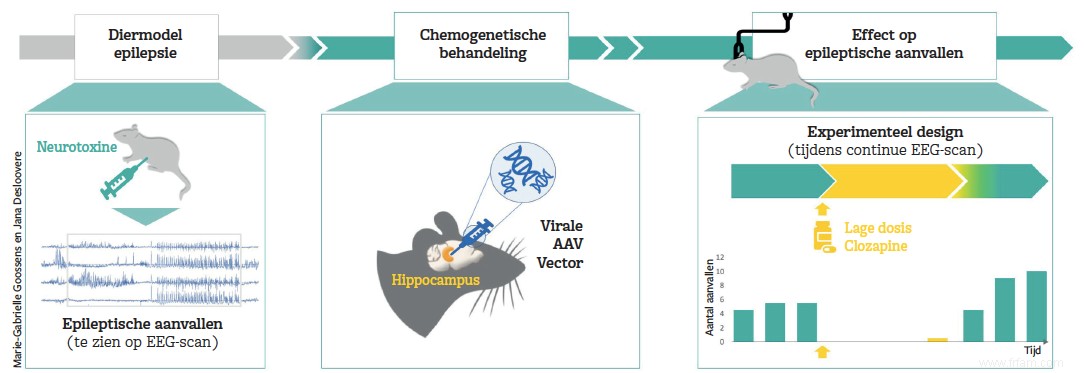 Chimiogénétique :attaque de précision contre l épilepsie 