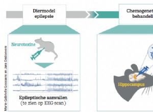 Chimiogénétique :attaque de précision contre l épilepsie 