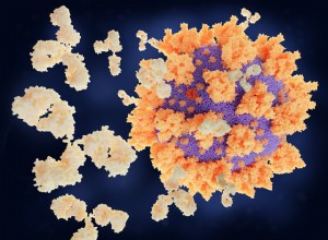 Coronavirus :ce qu il faut savoir sur les lymphocytes B et T 