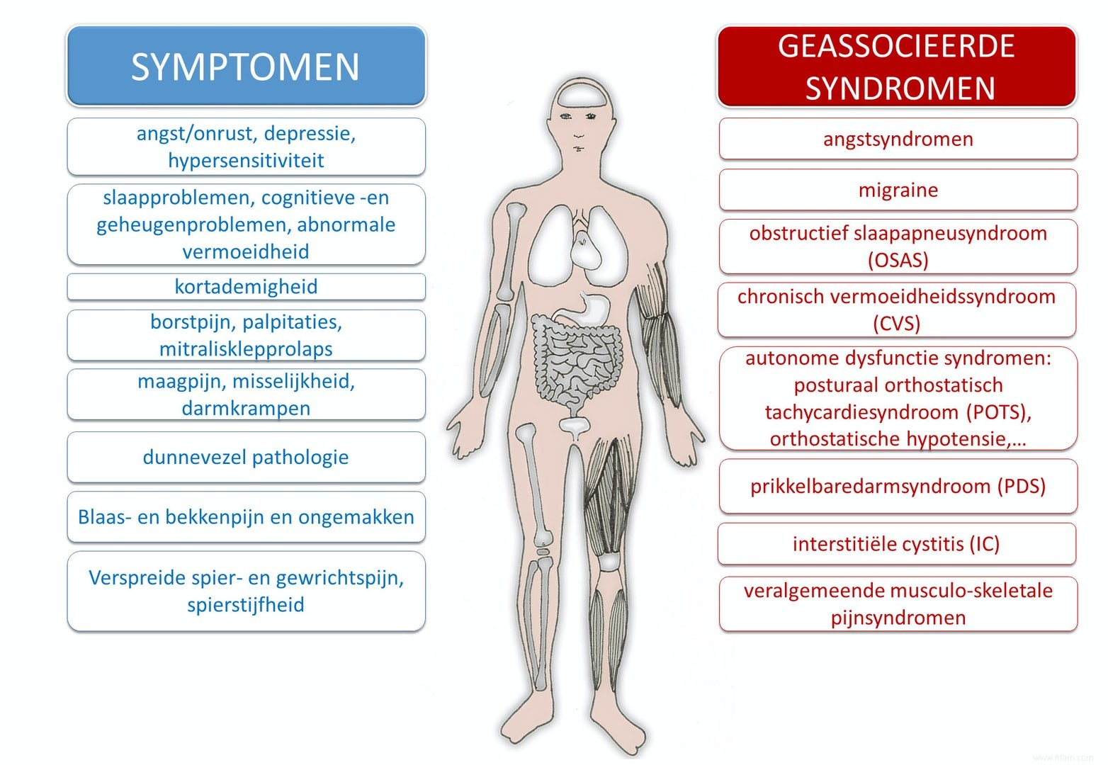 La cause de la fibromyalgie a-t-elle enfin été élucidée ? 