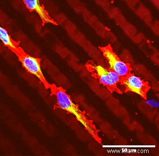 Impression de cellules vivantes avec de la gélatine 