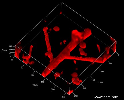 Impression de cellules vivantes avec de la gélatine 