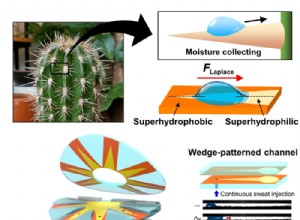 Le patch anti-transpiration fait ruse avec les épines de cactus 