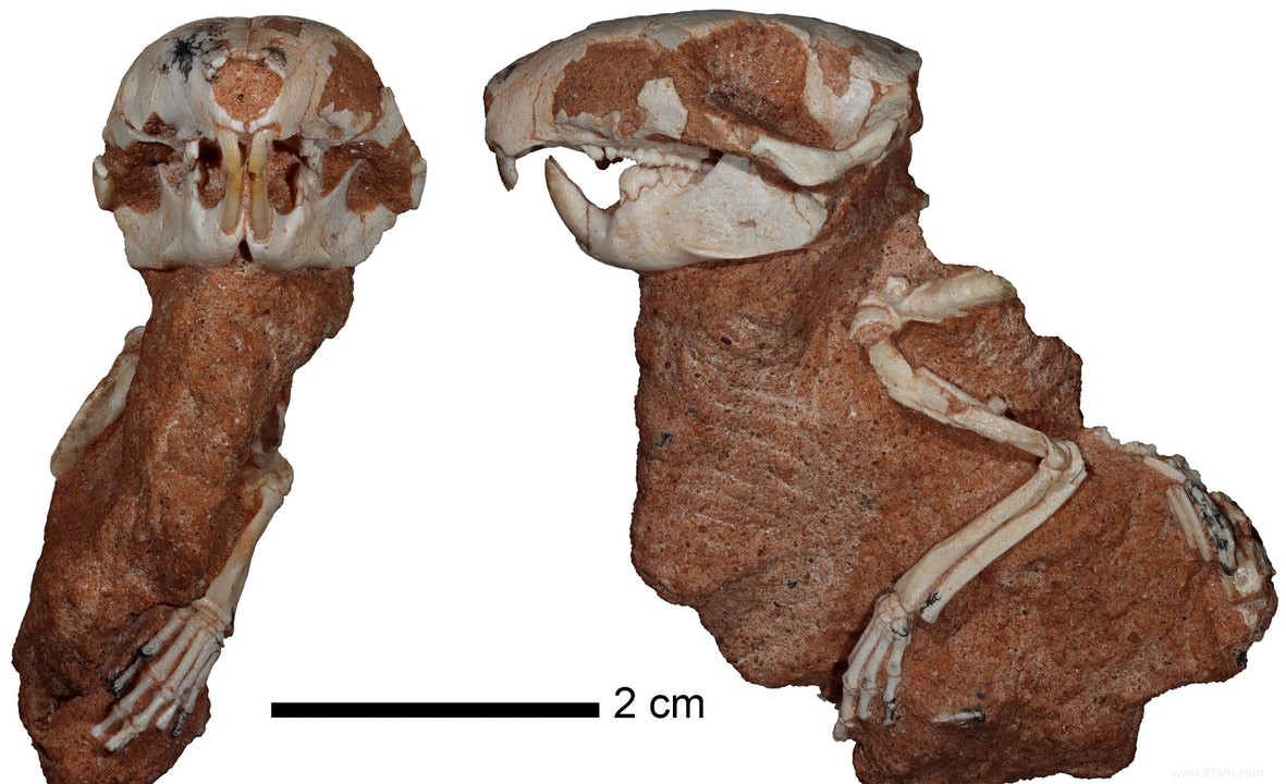 Deux mammifères primitifs qui vivaient à la fin de l ère des dinosaures 