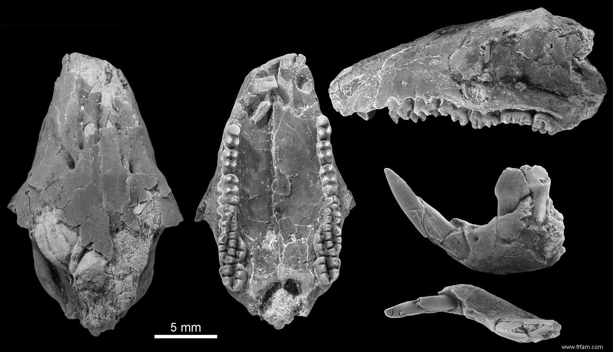 Deux mammifères primitifs qui vivaient à la fin de l ère des dinosaures 