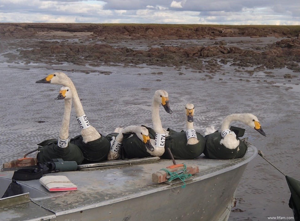 L odyssée du petit cygne :traçable en ligne 