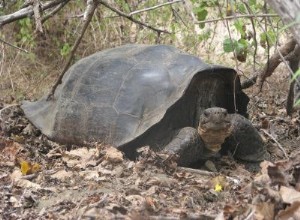 Tortue éteinte redécouverte, mais pas encore vue 