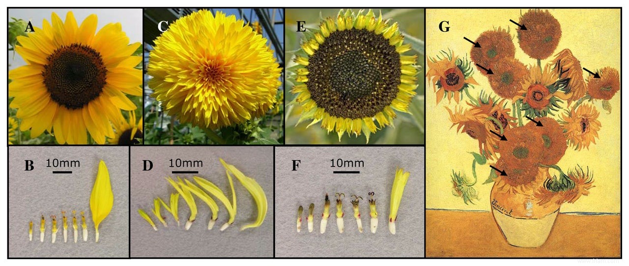 Les tournesols de Van Gogh étaient des mutants génétiques 