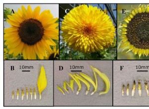 Les tournesols de Van Gogh étaient des mutants génétiques 