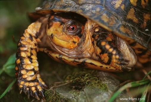 Le génome de la tortue ornementale peut aider les patients cardiaques 