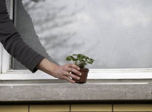 Les fraises mesurent la qualité de l air 