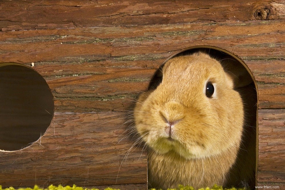 Comment le lapin sauvage est devenu un animal de compagnie apprivoisé 