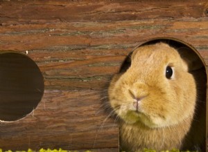 Comment le lapin sauvage est devenu un animal de compagnie apprivoisé 