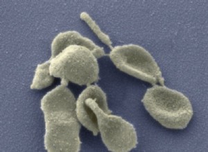 Les microbes dans les poils pubiens de la victime peuvent démasquer l agresseur 