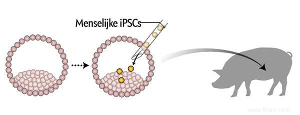 Voici comment vous faites pousser des organes humains chez un cochon 