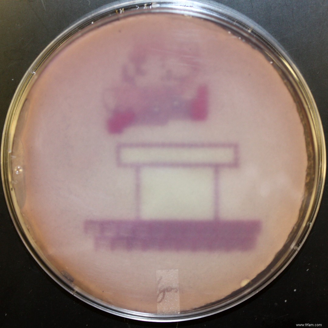 E. Coli rencontre Mondrian 