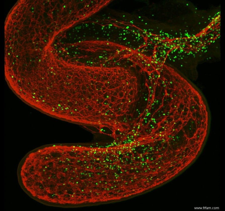 Les «neurones périphériques» stimulent notre système immunitaire. 