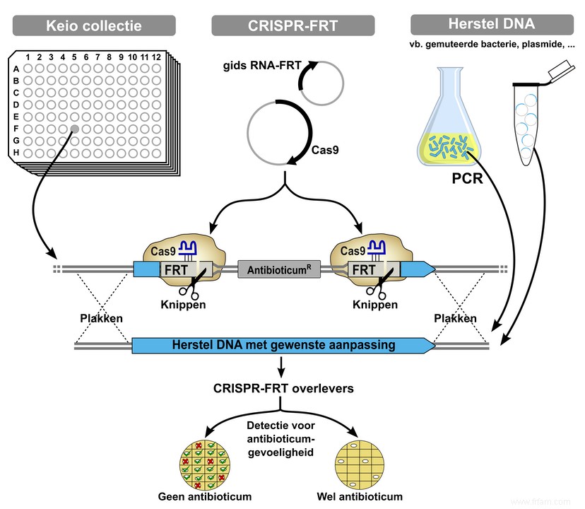 CRISPR pour les biologistes bricoleurs 