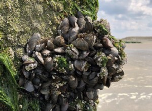 Les moules belges ont développé des coquilles plus fermes 