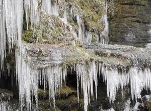 Les plantes sont-elles le moteur des périodes glaciaires ? 