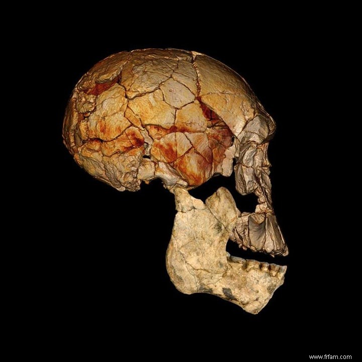 Deux espèces humaines cohabitaient avec Homo erectus 