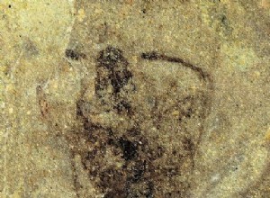 Un fossile belge comble une lacune dans l évolution des insectes 