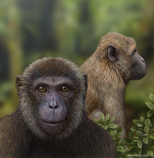 Deux fossiles témoignent de la scission des singes et des anthropoïdes 