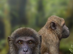 Deux fossiles témoignent de la scission des singes et des anthropoïdes 