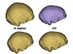 Homo floresiensis alors une espèce humaine à part entière 