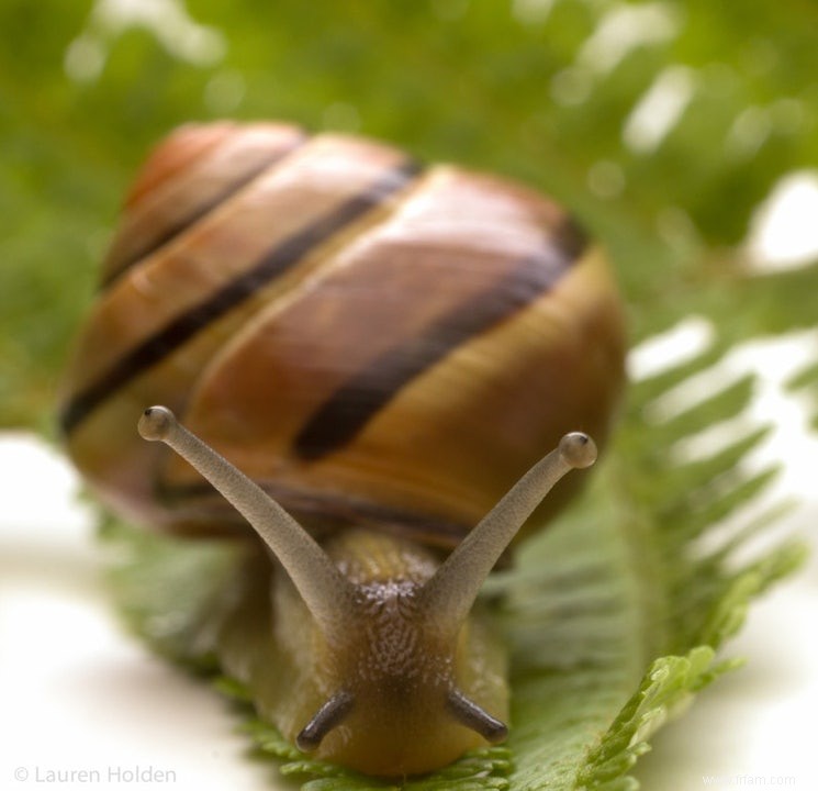 Les mangeurs d escargots ont migré de la péninsule ibérique vers l Irlande 