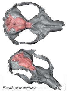 Le crâne donne un aperçu de l évolution du cerveau des primates 