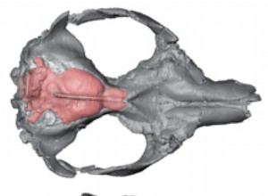 Le crâne donne un aperçu de l évolution du cerveau des primates 