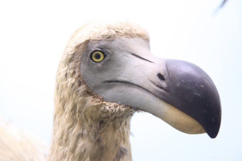 L un des derniers dodos vivants est arrivé au Japon 