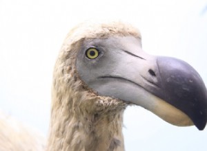 L un des derniers dodos vivants est arrivé au Japon 