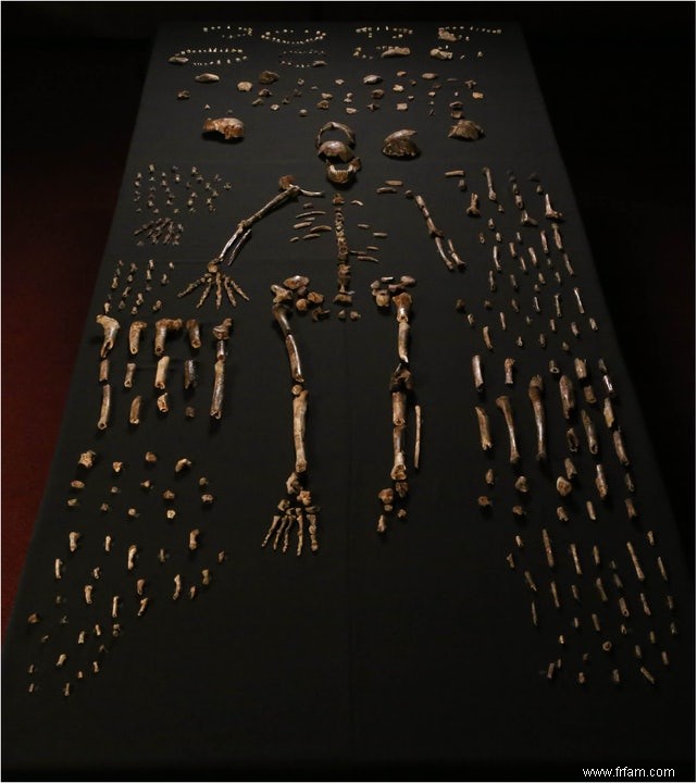 Ne dites pas Homo naledi, dites Homo homicidensis ? 