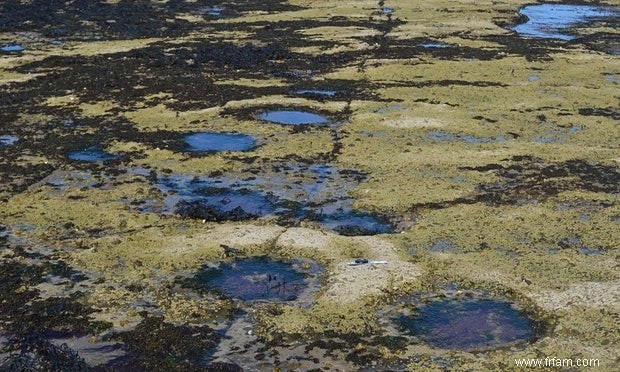  Dinodisco  sur l île écossaise 