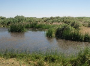 Le roseau et le carex ont aidé à installer l homme préhistorique 