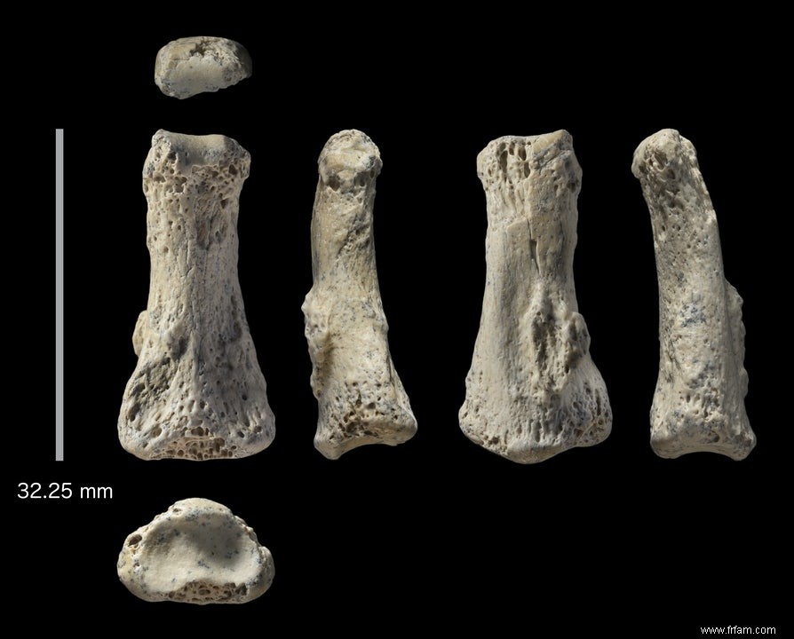 Les premiers Homo sapiens se sont également répandus en Arabie 