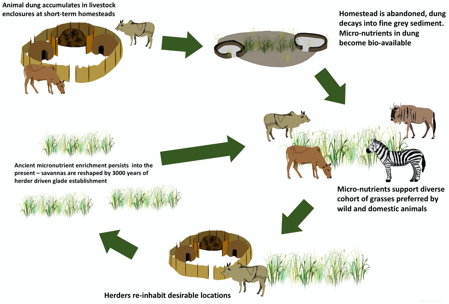 Les tas de fumier ont rendu la savane fertile 