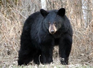 Les ours noirs savent compter 